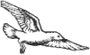 dove