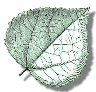 Aspen Leaf